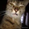 Profile picture for user Vekson